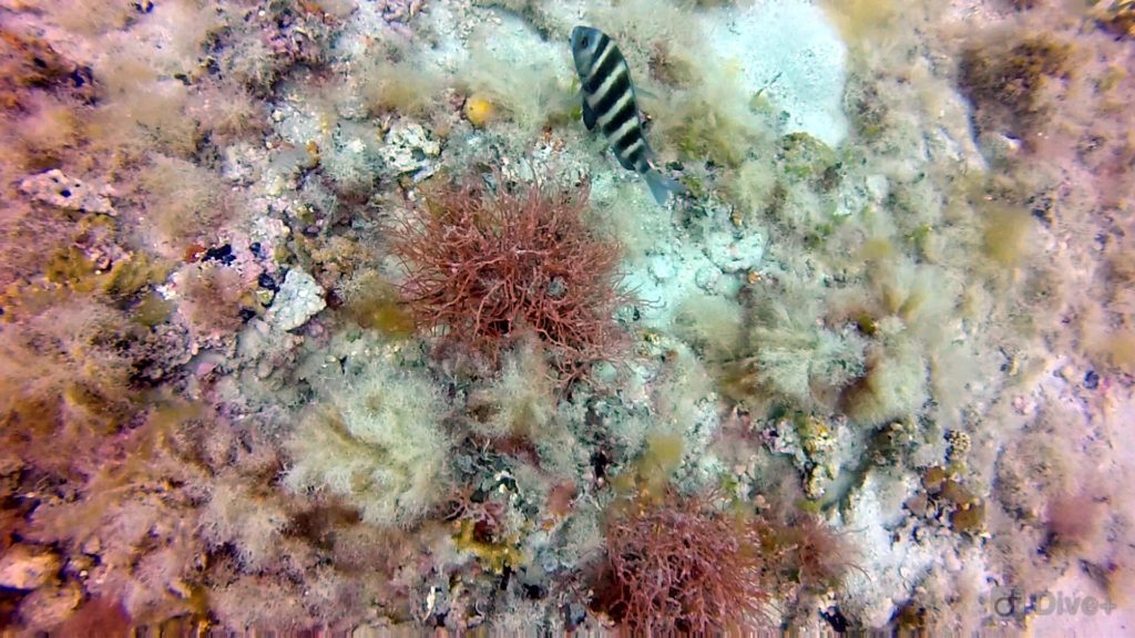 Sheephead