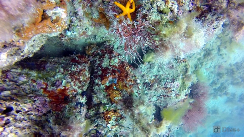 Star Fish