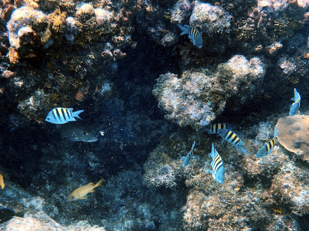 IMG_1819